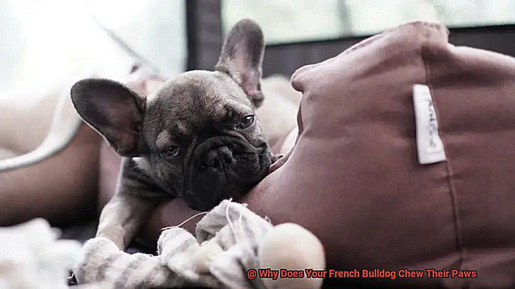 Why Does Your French Bulldog Chew Their Paws-2
