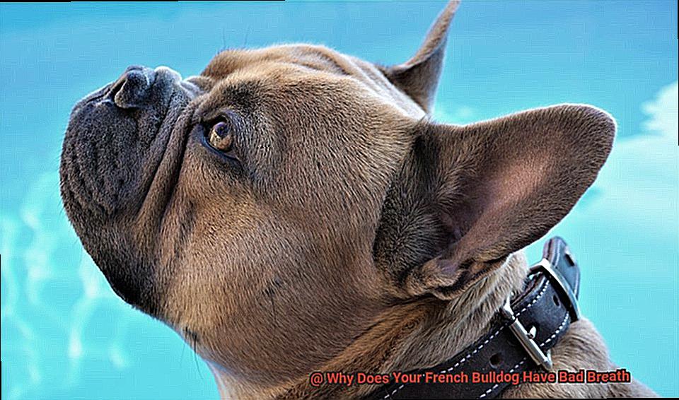 Why Does Your French Bulldog Have Bad Breath-4
