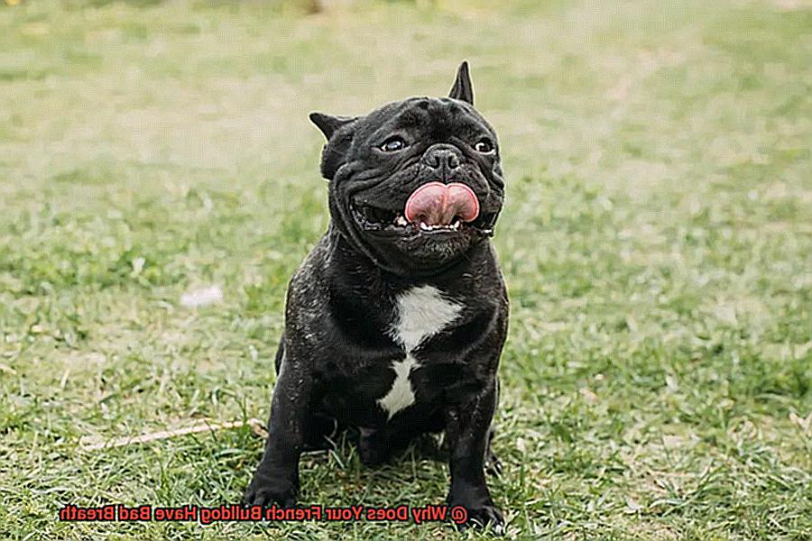Why Does Your French Bulldog Have Bad Breath-5