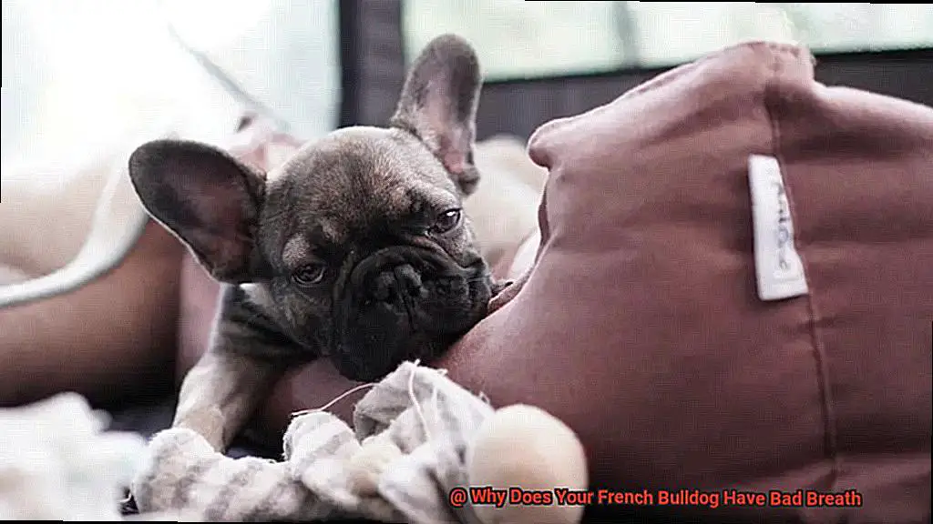 Why Does Your French Bulldog Have Bad Breath-6