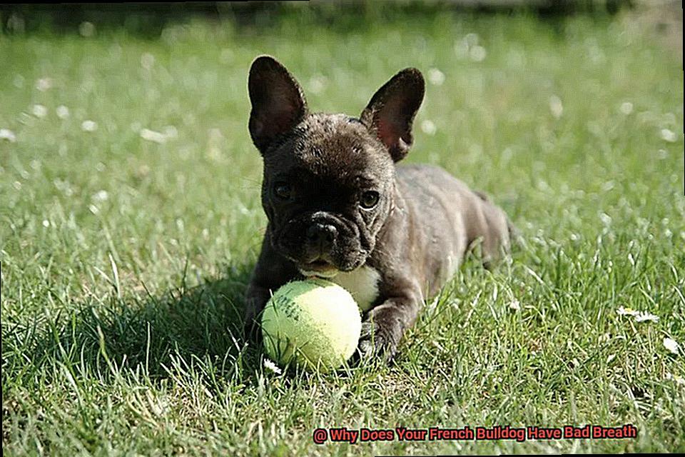 Why Does Your French Bulldog Have Bad Breath-7