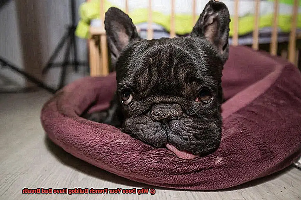 Why Does Your French Bulldog Have Bad Breath-2