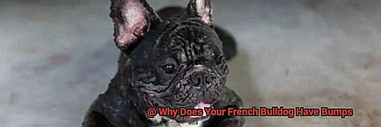 Why Does Your French Bulldog Have Bumps-4