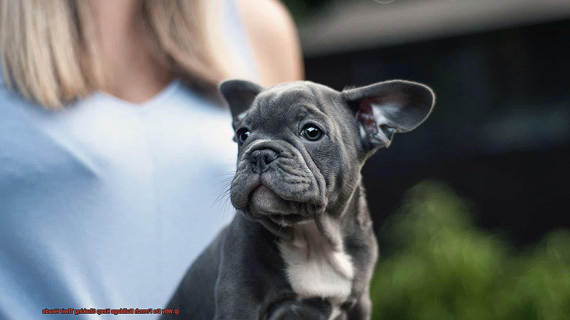 Why Does Your French Bulldog Keep Scratching Their Ears-5