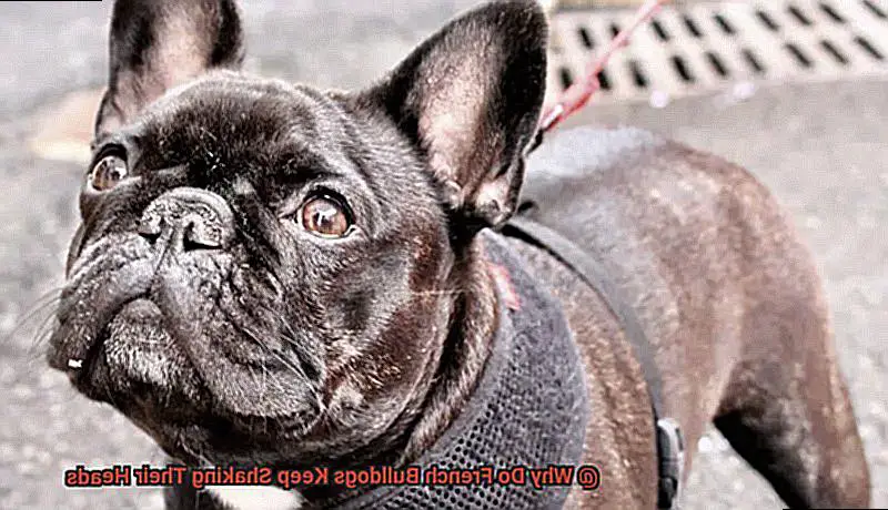 Why Does Your French Bulldog Keep Scratching Their Ears-6
