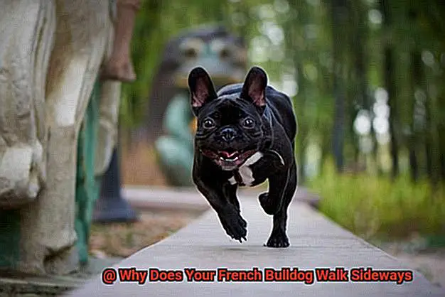 Why Does Your French Bulldog Walk Sideways-2