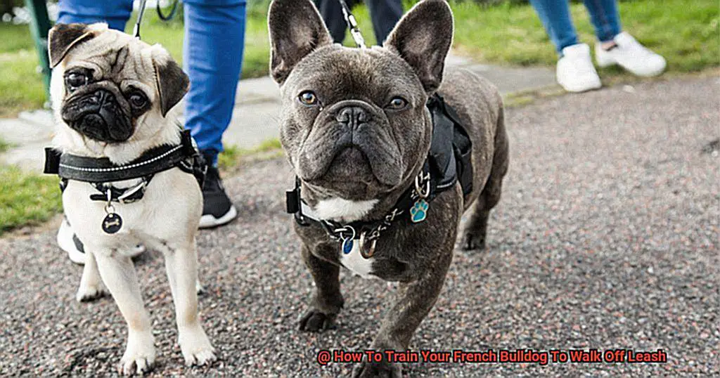 Why French Bulldogs Are Perfect Apartment Dogs-2