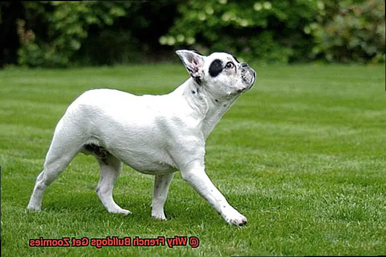 Why French Bulldogs Get Zoomies-2