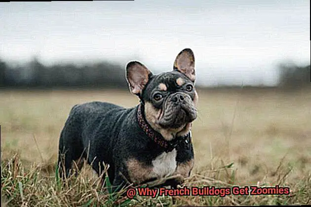 Why French Bulldogs Get Zoomies-4