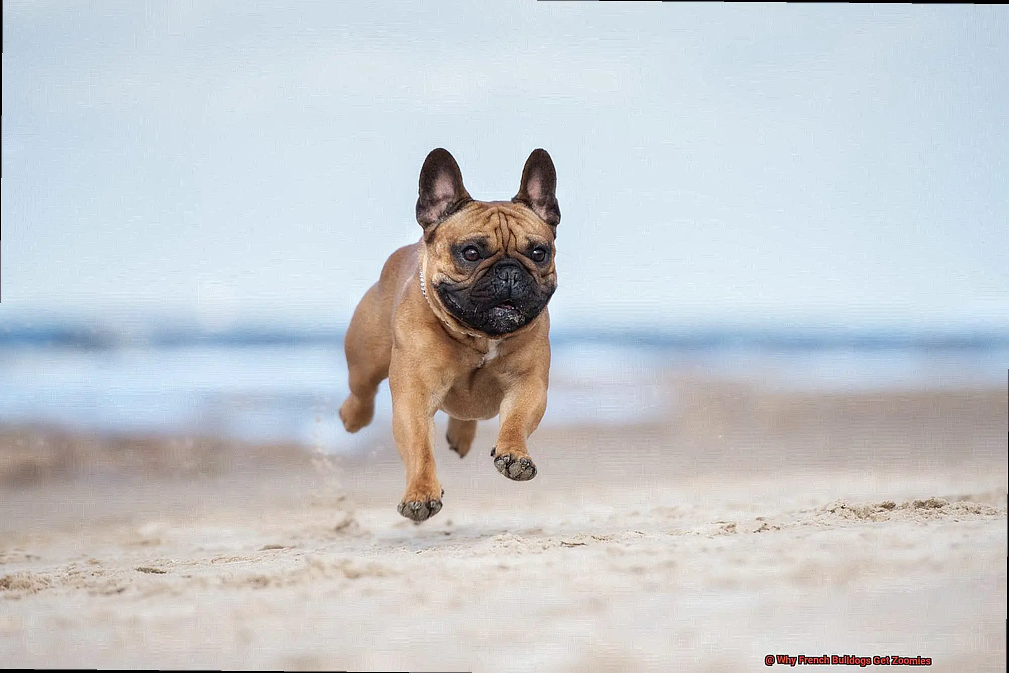 Why French Bulldogs Get Zoomies-8