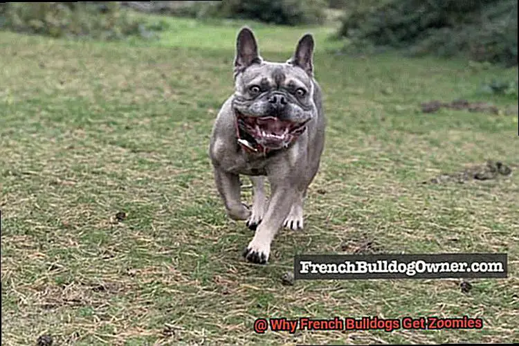 Why French Bulldogs Get Zoomies-7