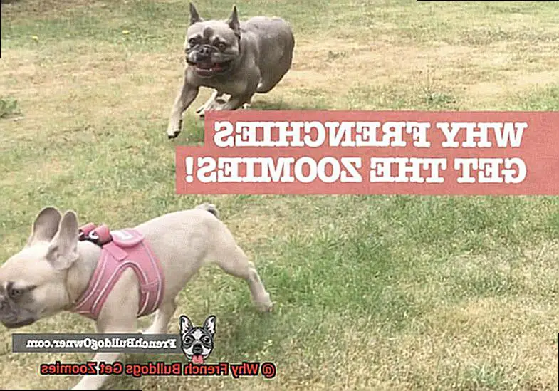 Why French Bulldogs Get Zoomies-6