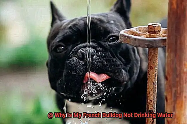 Why Is My French Bulldog Not Drinking Water-2