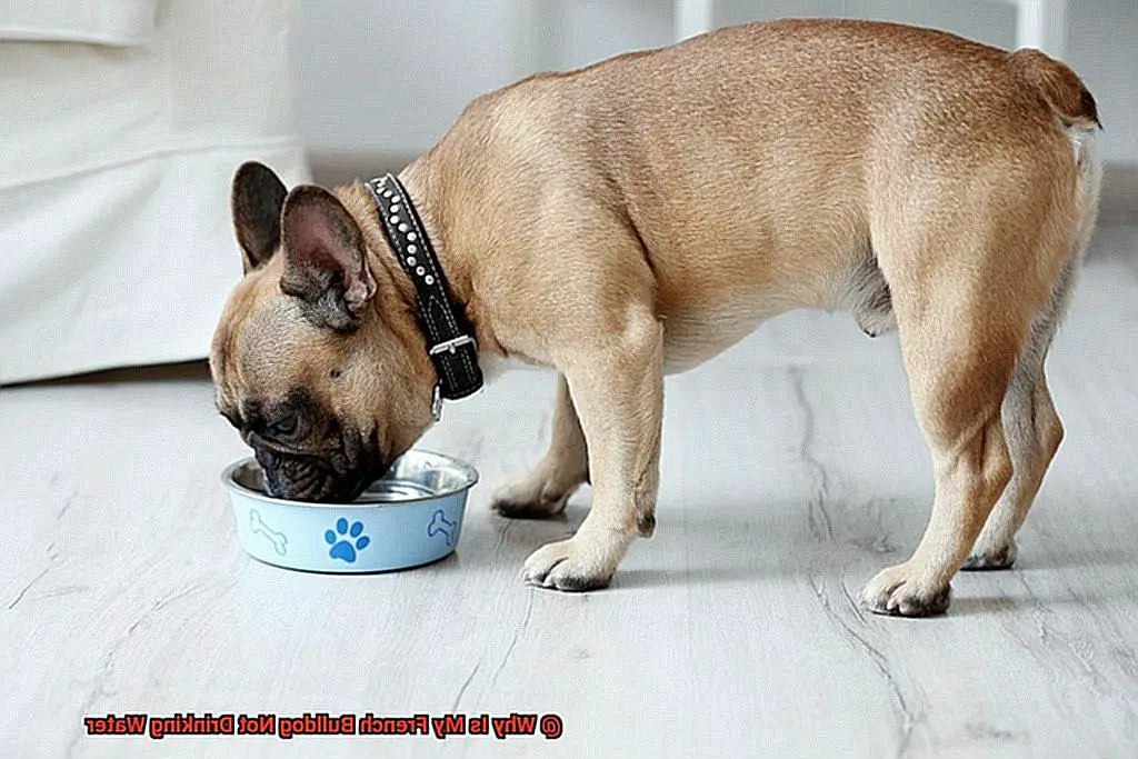 Why Is My French Bulldog Not Drinking Water-4