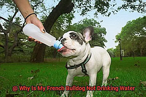 Why Is My French Bulldog Not Drinking Water-3