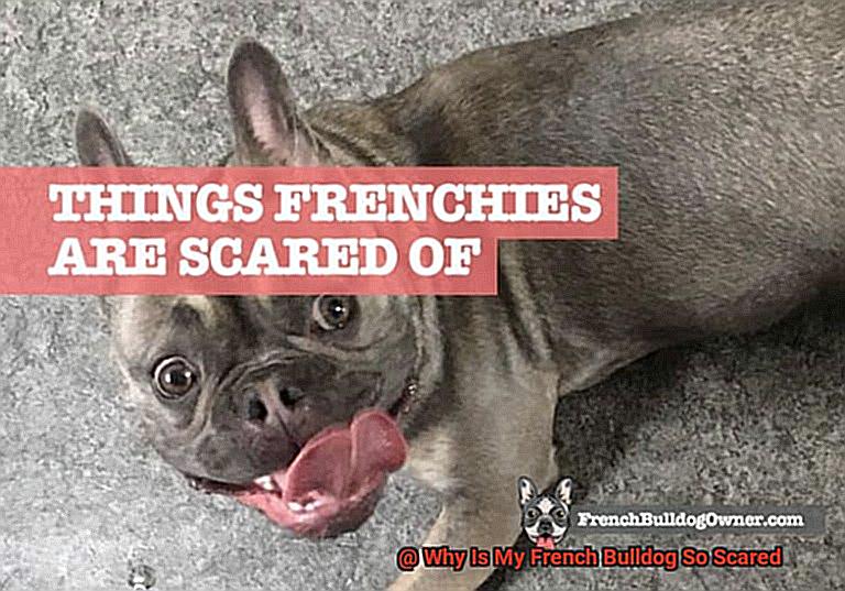 Why Is My French Bulldog So Scared-2