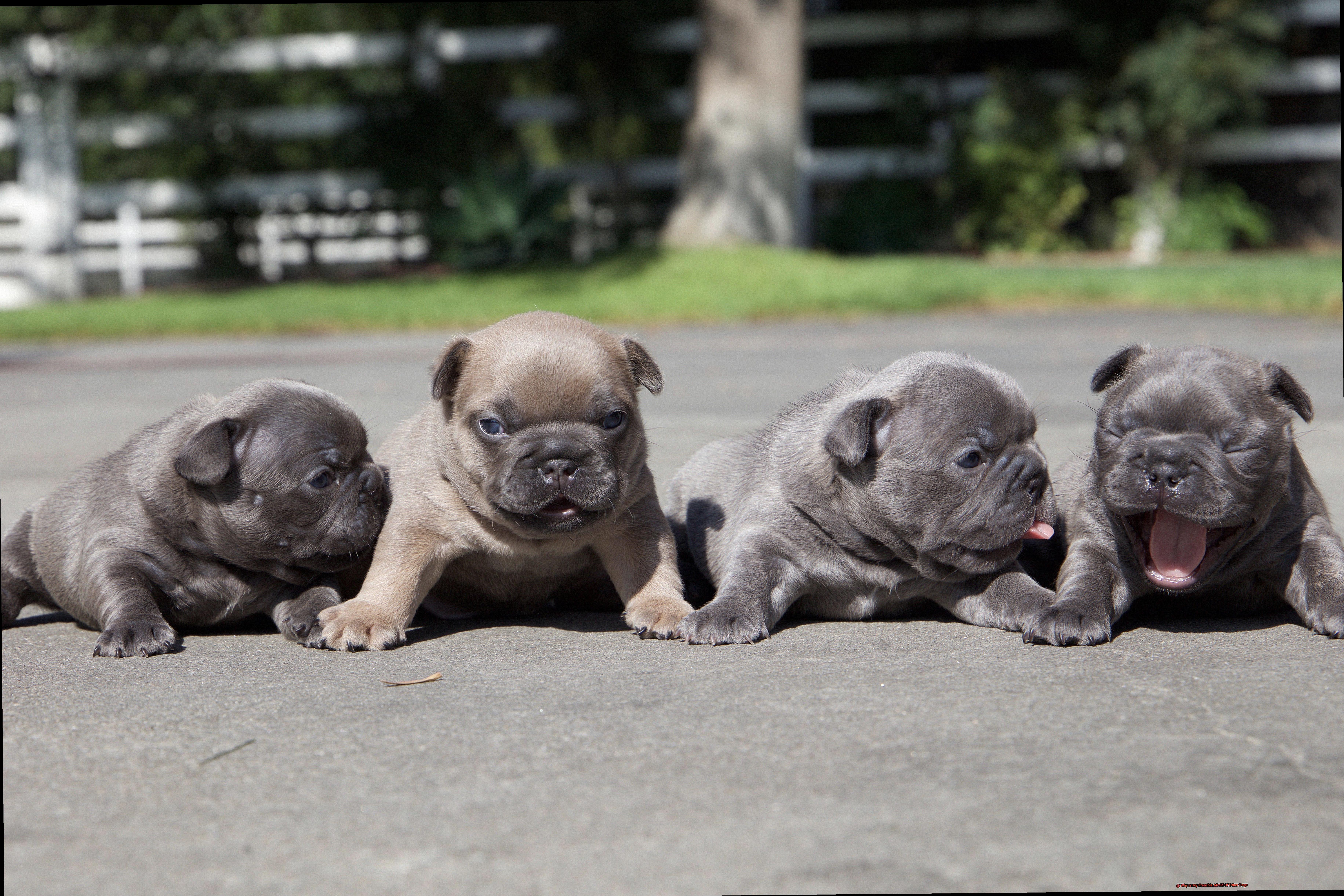 Why Is My Frenchie Afraid Of Other Dogs-5