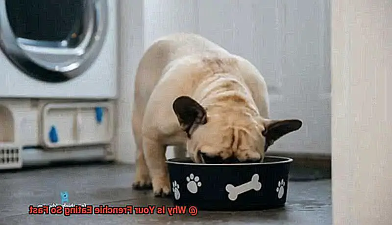 Why Is Your Frenchie Eating So Fast-2