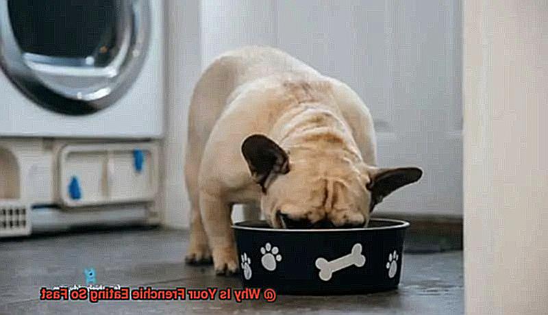 Why Is Your Frenchie Eating So Fast-2