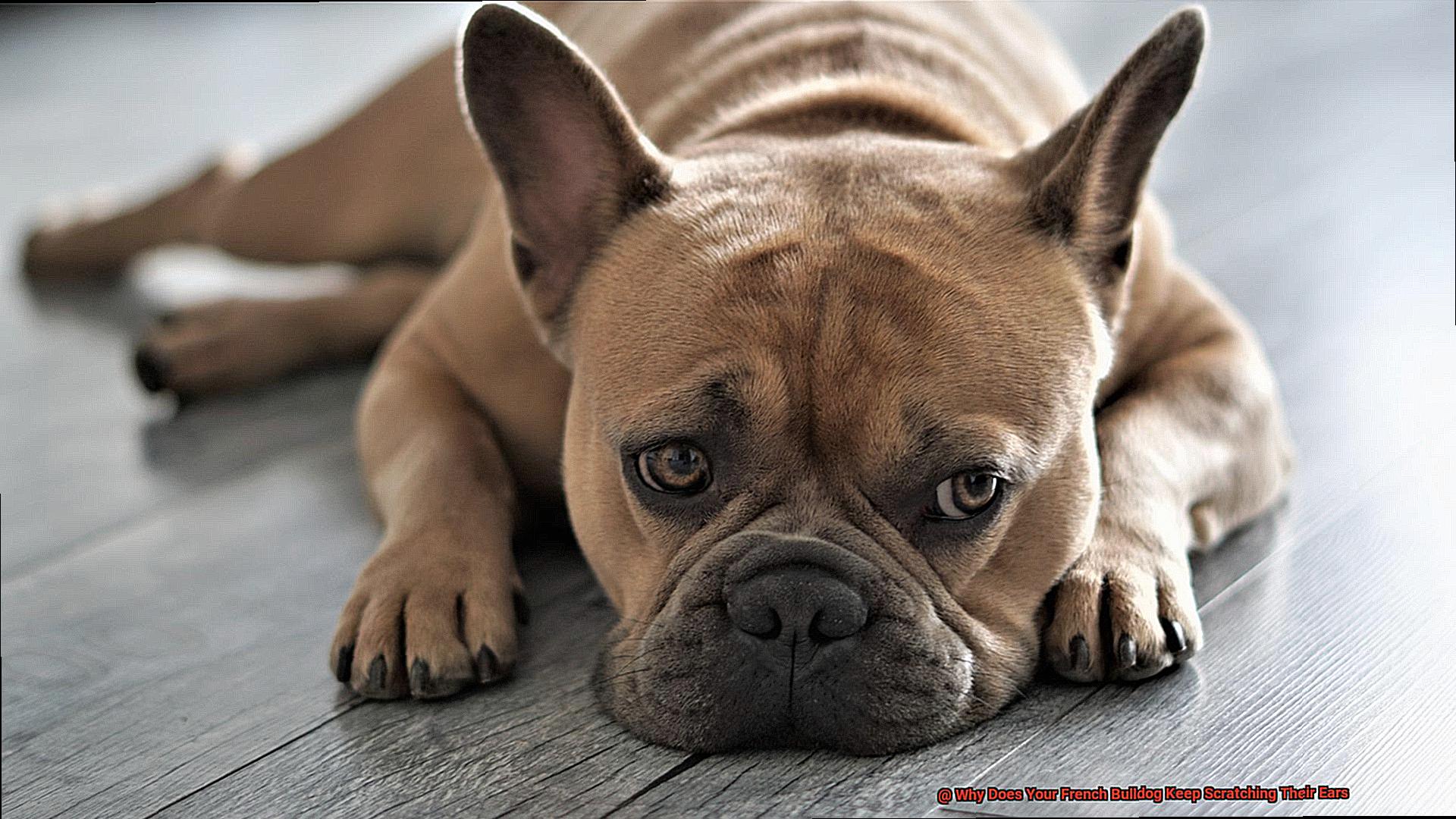 Why Won’t Your French Bulldog Jump Up on the Couch?