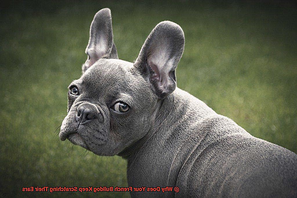 Why Won't Your French Bulldog Jump Up on the Couch-3