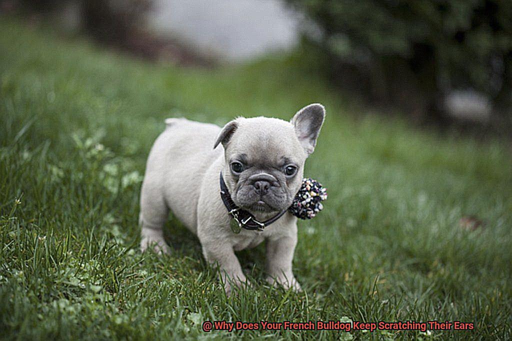 Why Won't Your French Bulldog Jump Up on the Couch-2