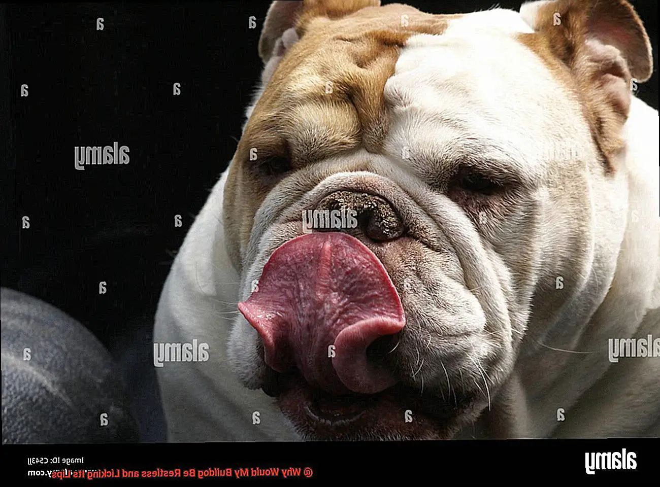 Why Would My Bulldog Be Restless and Licking Its Lips-2
