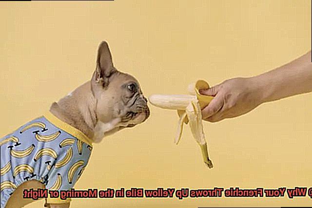 Why Your Frenchie Throws Up Yellow Bile in the Morning or Night-6