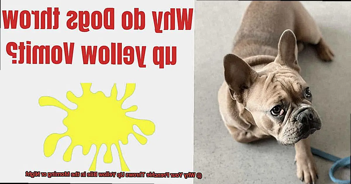 Why Your Frenchie Throws Up Yellow Bile in the Morning or Night-3