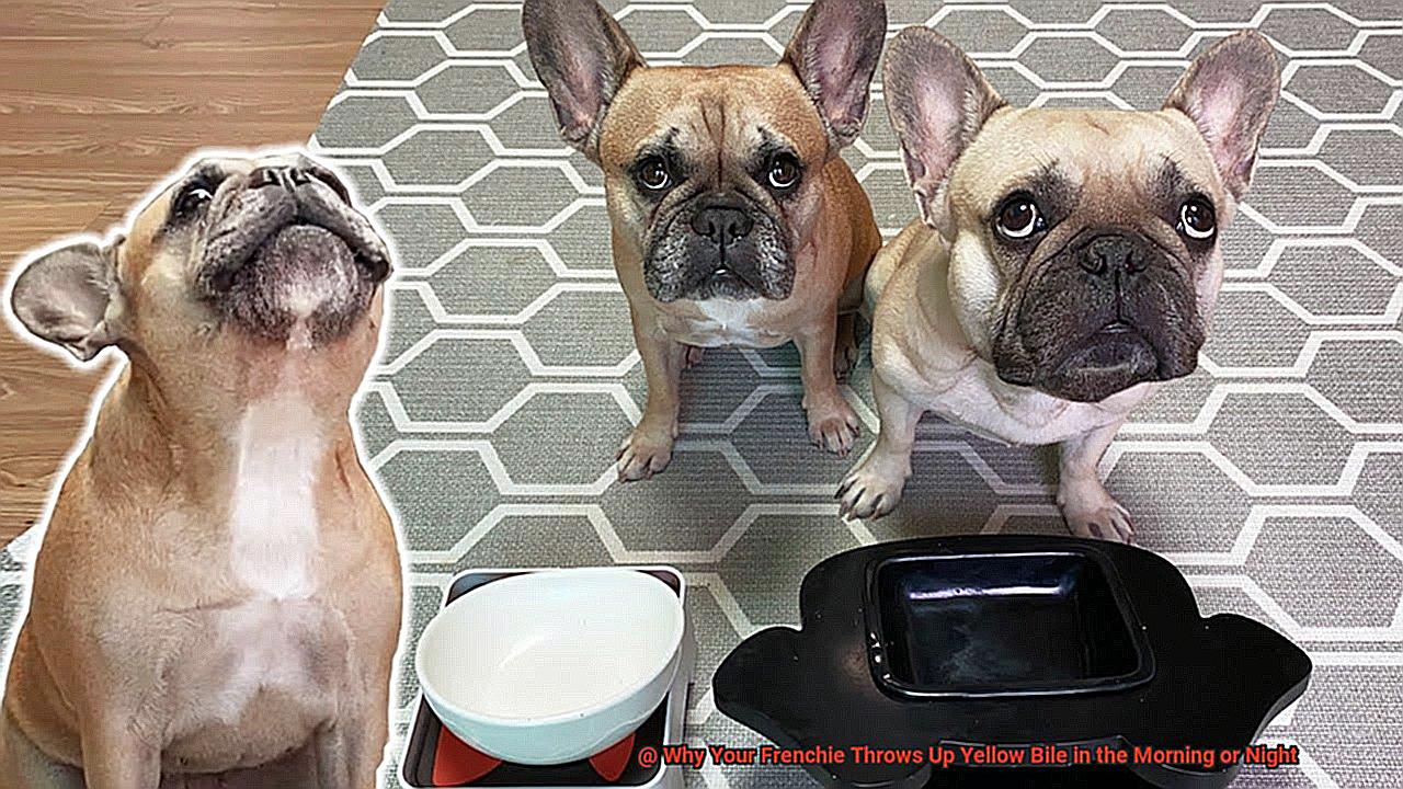 Why Your Frenchie Throws Up Yellow Bile in the Morning or Night-4