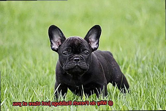 Why do French Bulldogs just stare at you-7