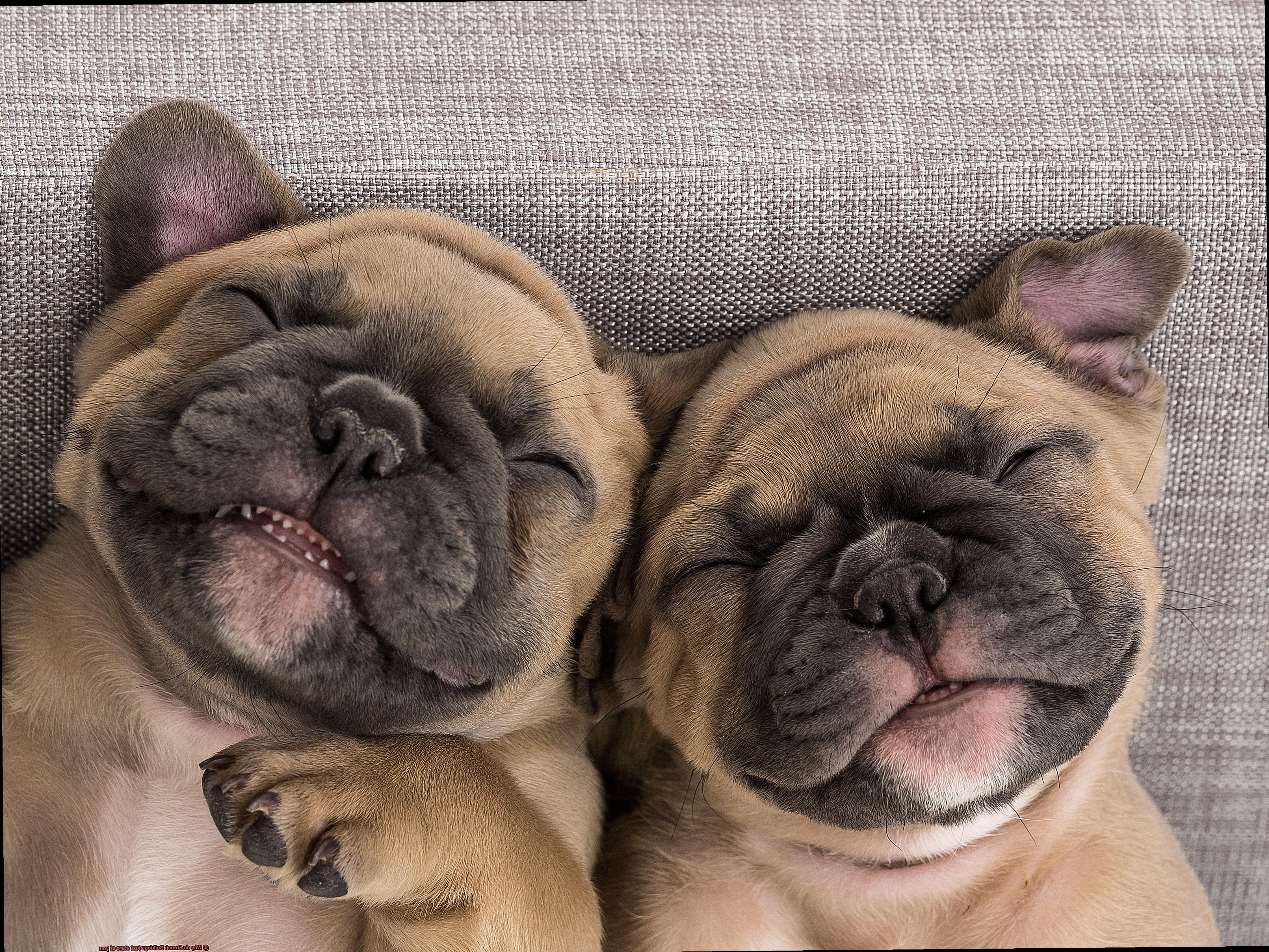 Why do French Bulldogs just stare at you-2