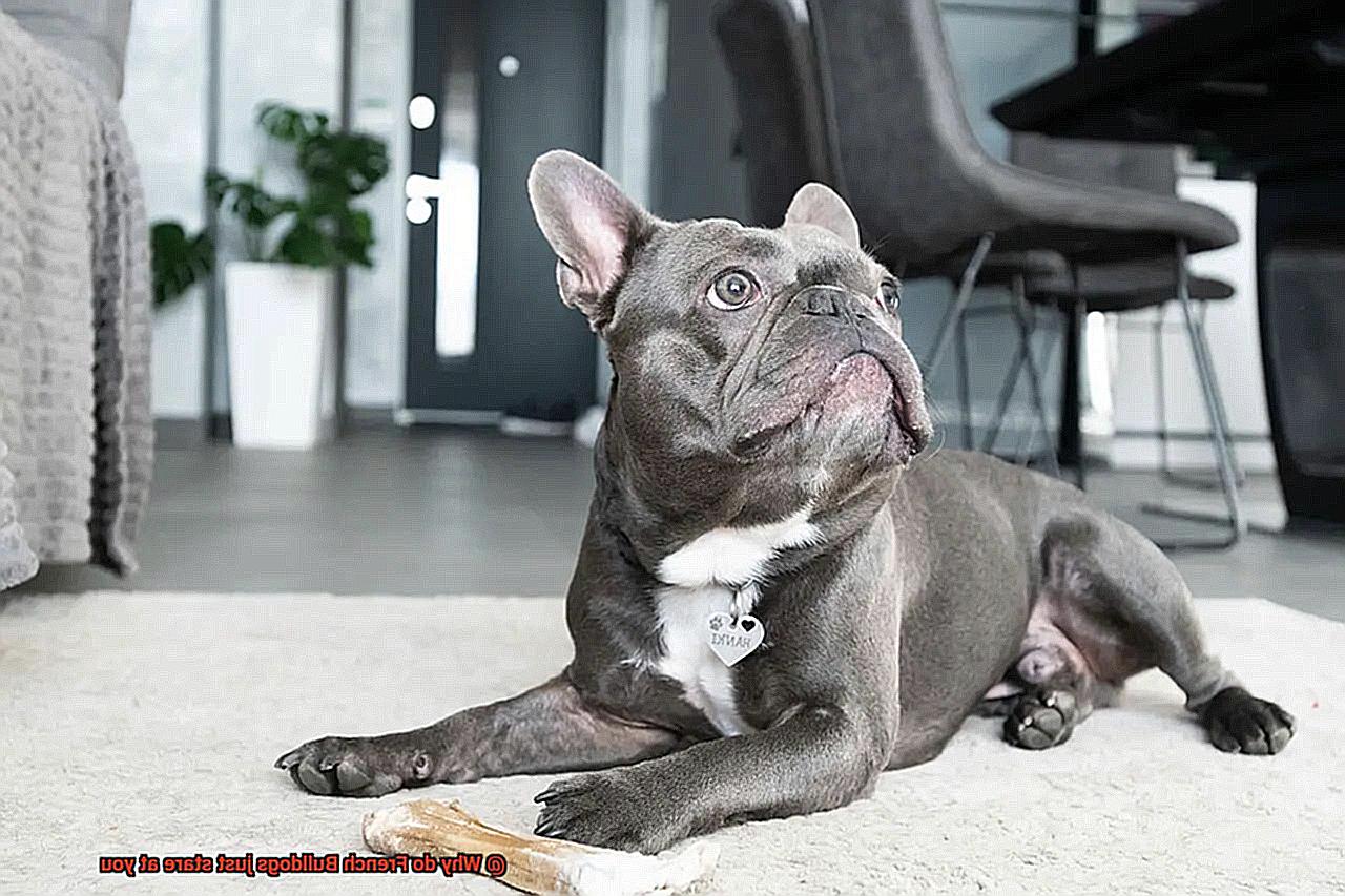 Why do French Bulldogs just stare at you-6