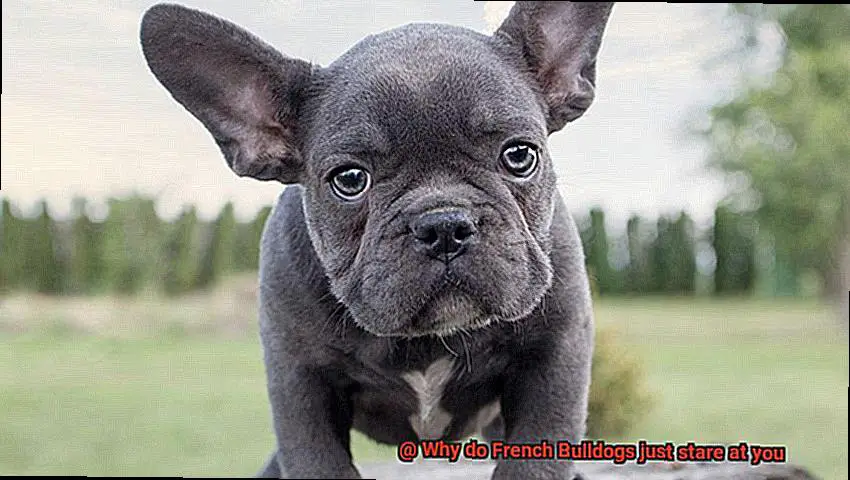 Why do French Bulldogs just stare at you-4