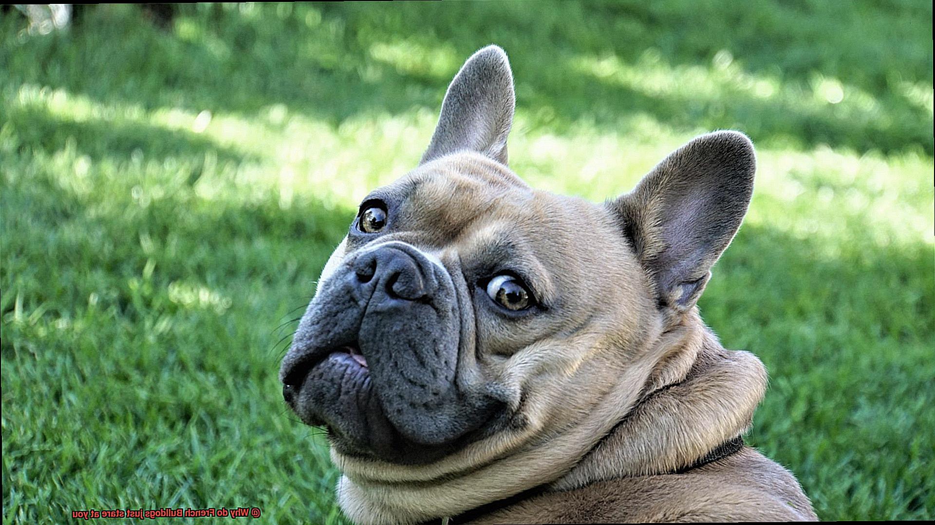 Why do French Bulldogs just stare at you? – Allfrbulldogs.com