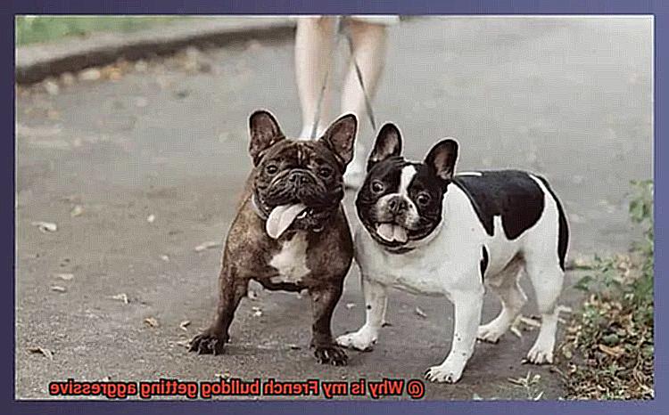 Why is my French bulldog getting aggressive-2