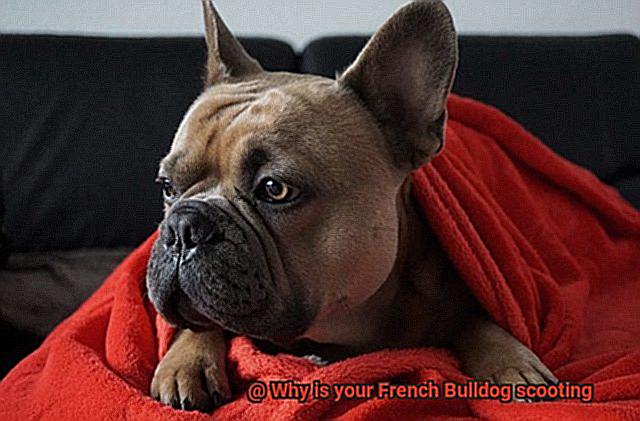 Why is your French Bulldog scooting-7