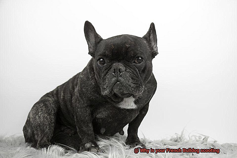 Why is your French Bulldog scooting-2