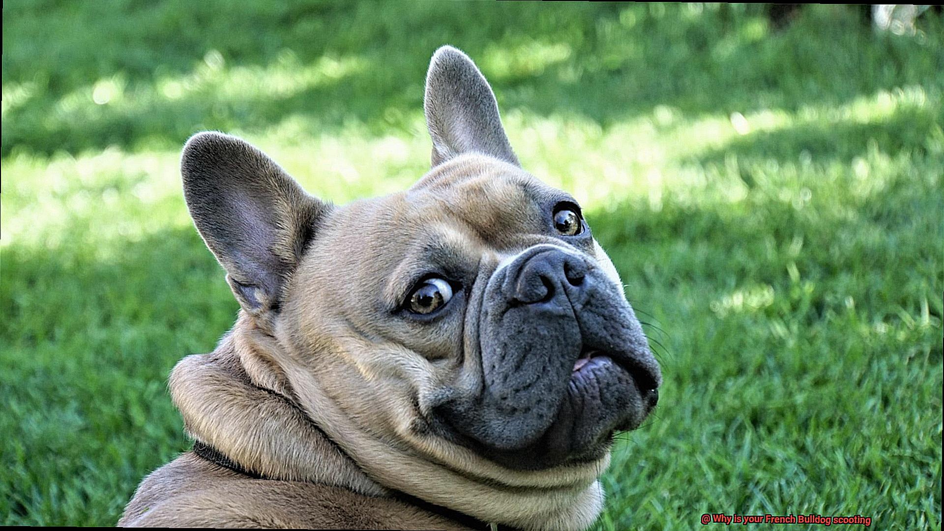 Why is your French Bulldog scooting-6