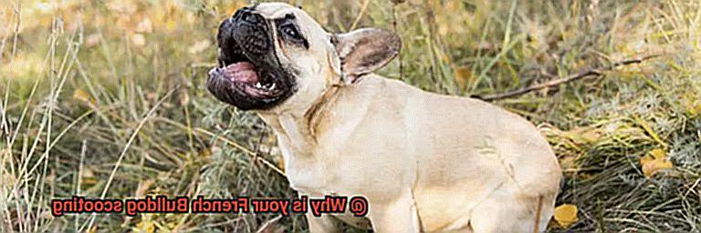 Why is your French Bulldog scooting-3