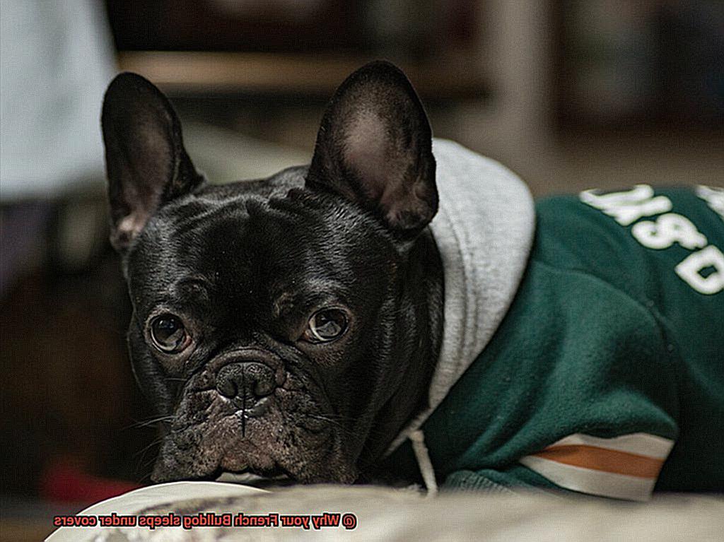 Why your French Bulldog sleeps under covers-2