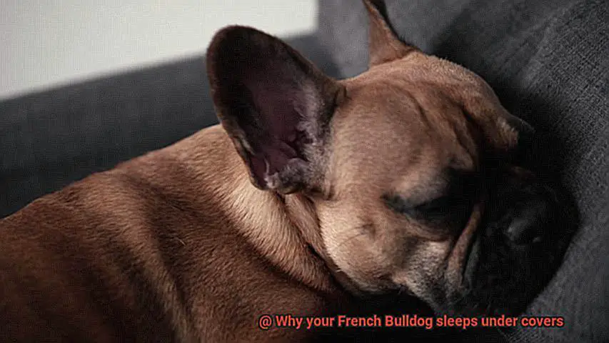 Why your French Bulldog sleeps under covers-4