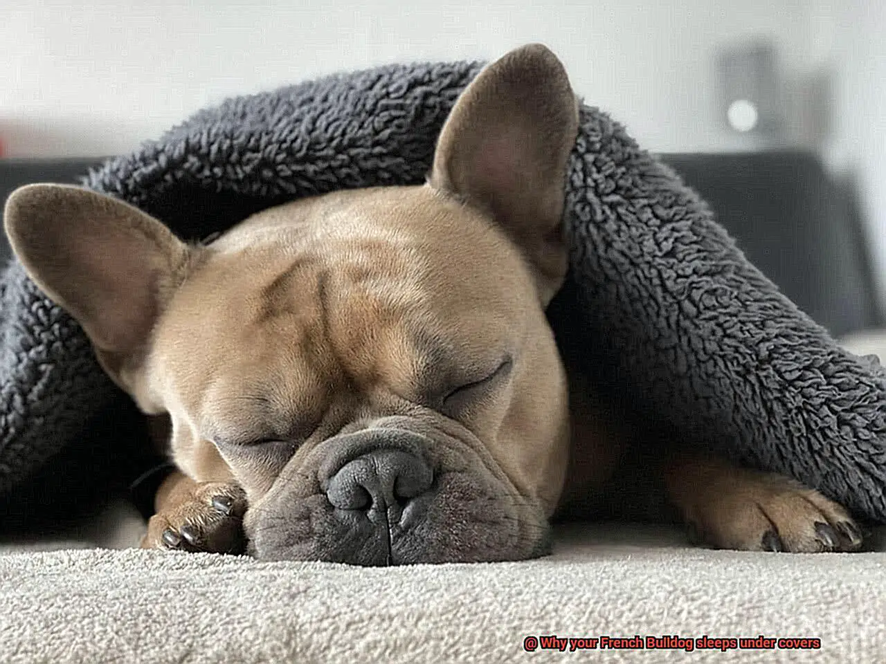 Why your French Bulldog sleeps under covers-3