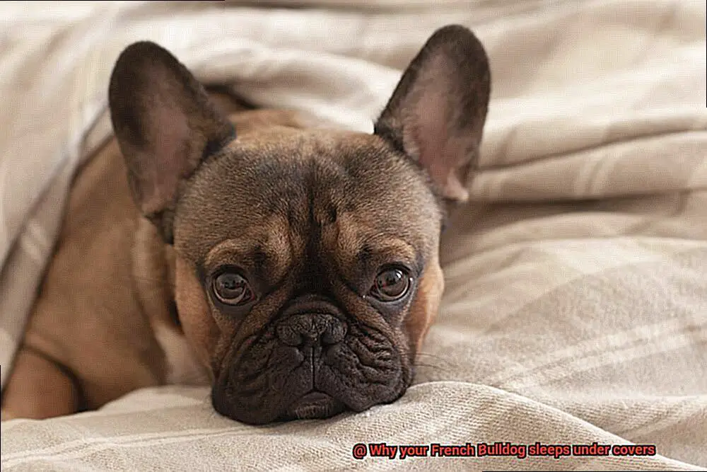 Why your French Bulldog sleeps under covers-5