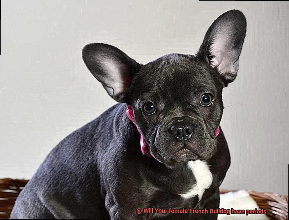 Will Your female French Bulldog have periods-4