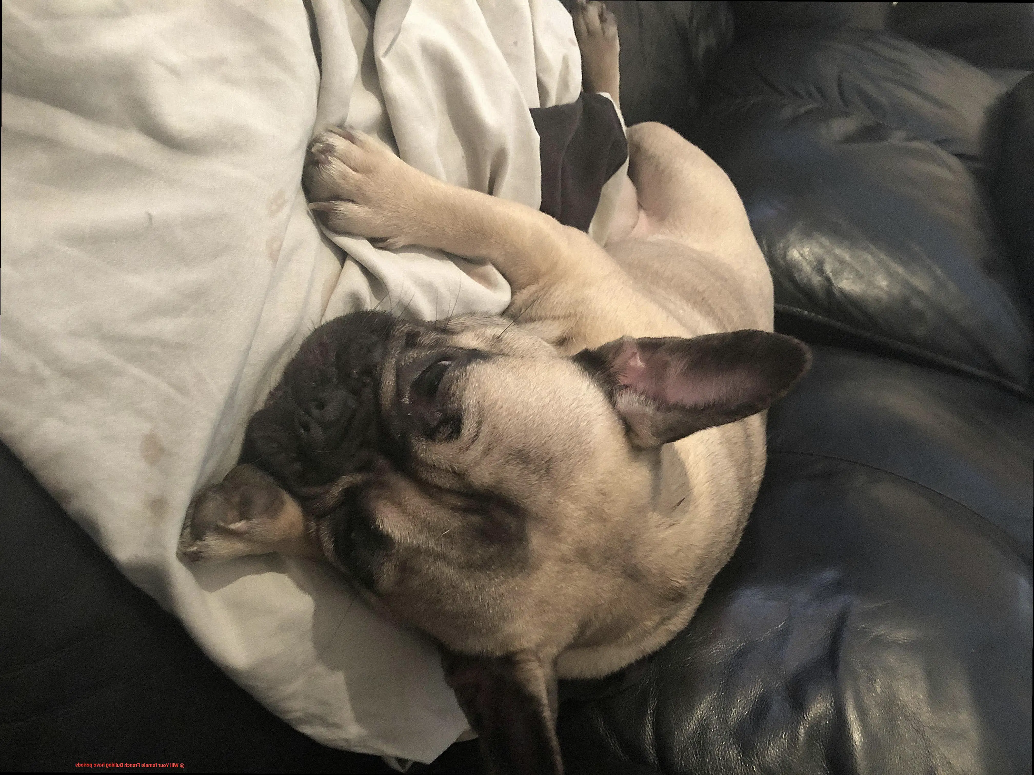 Will Your female French Bulldog have periods-3