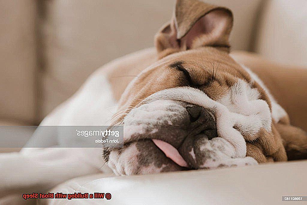 Will a Bulldog with Bloat Sleep-2