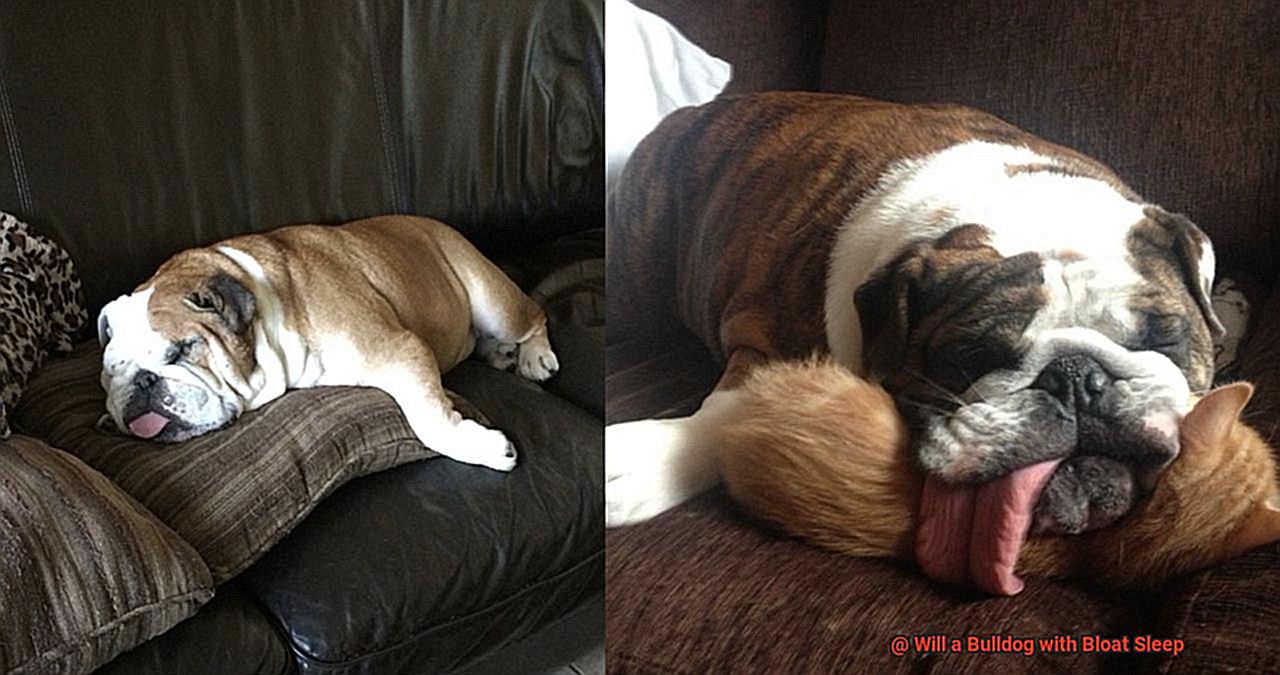 Will a Bulldog with Bloat Sleep-5