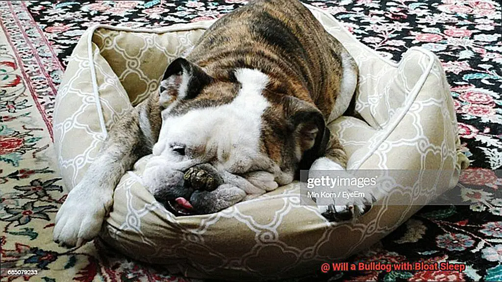 Will a Bulldog with Bloat Sleep-3