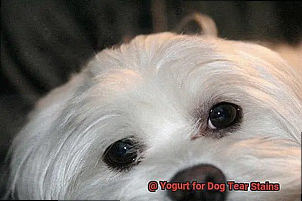 Yogurt for Dog Tear Stains-4